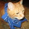 cat - Photo :1: